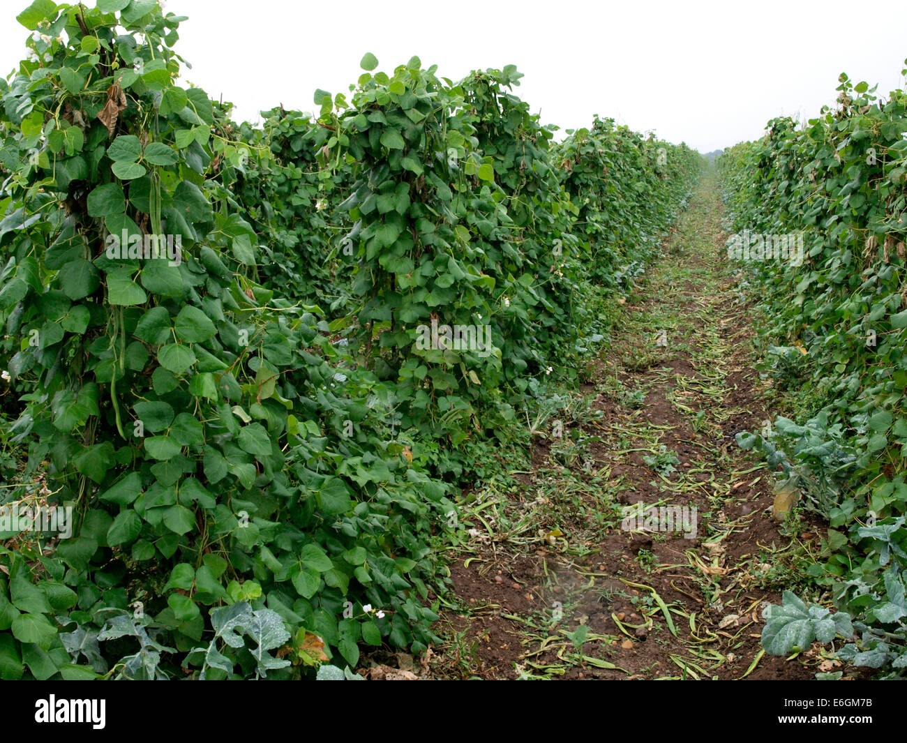 Commercially grown runner beans, Warwickshire, UK Stock Photo Alamy