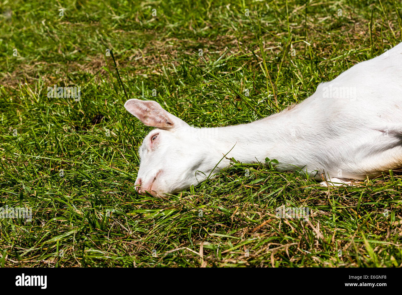 goat lie down and enjoy the tranquility Stock Photo