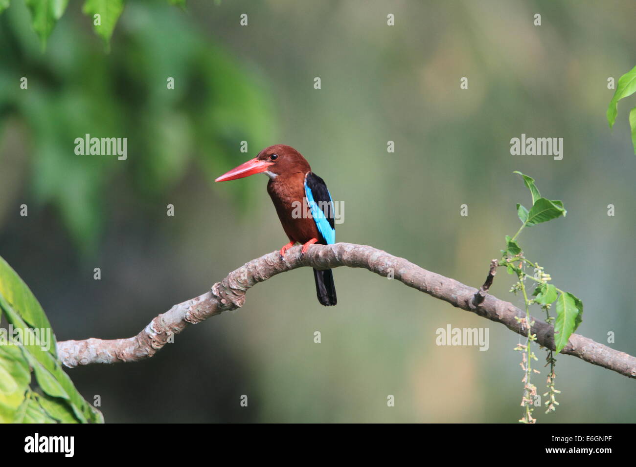 White-throated Kingfisher (Halcyon smyrnensis) in Luzon,Philippine ...