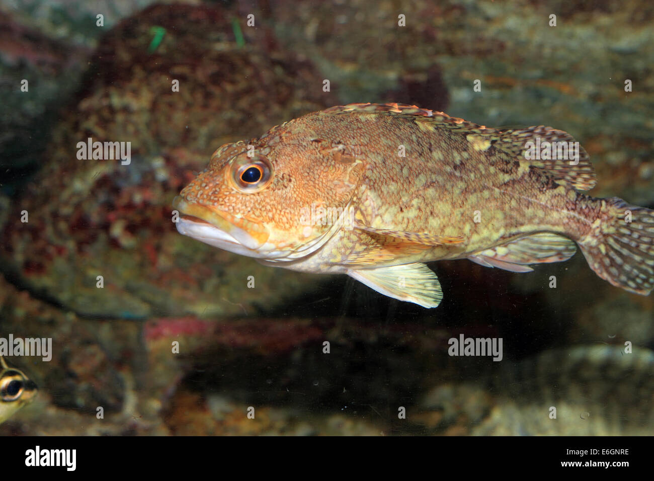 False kelpfish or Marbled rockfish (Sebastiscus marmoratus) in Japan Stock Photo