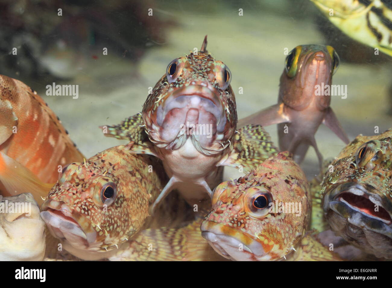 False kelpfish or Marbled rockfish (Sebastiscus marmoratus) in Japan Stock Photo