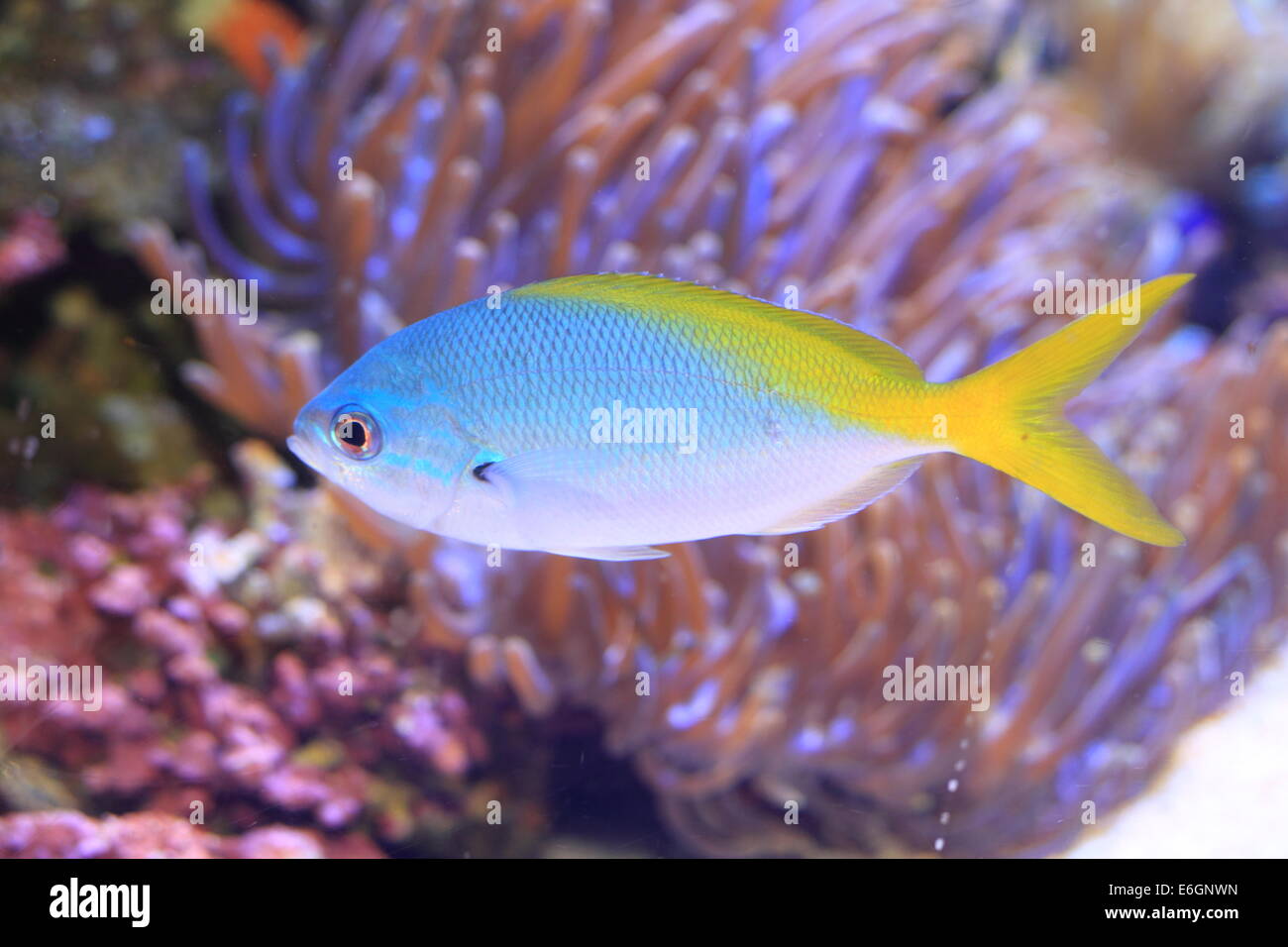 Yellow and blueback fusilier or Redfin fusilier (Caesio teres) in Japan Stock Photo