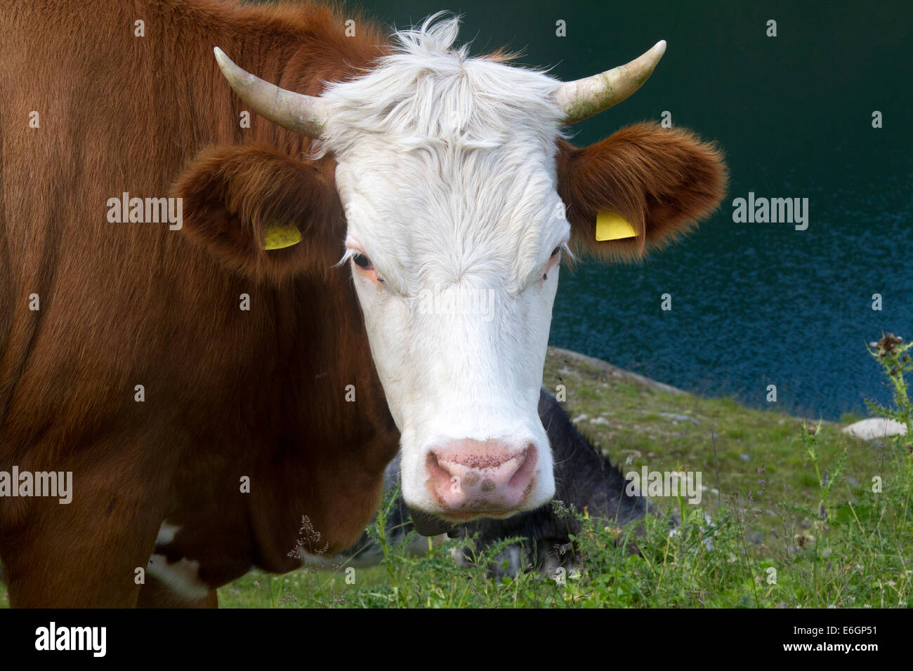A portrait of a brown cow Stock Photo - Alamy