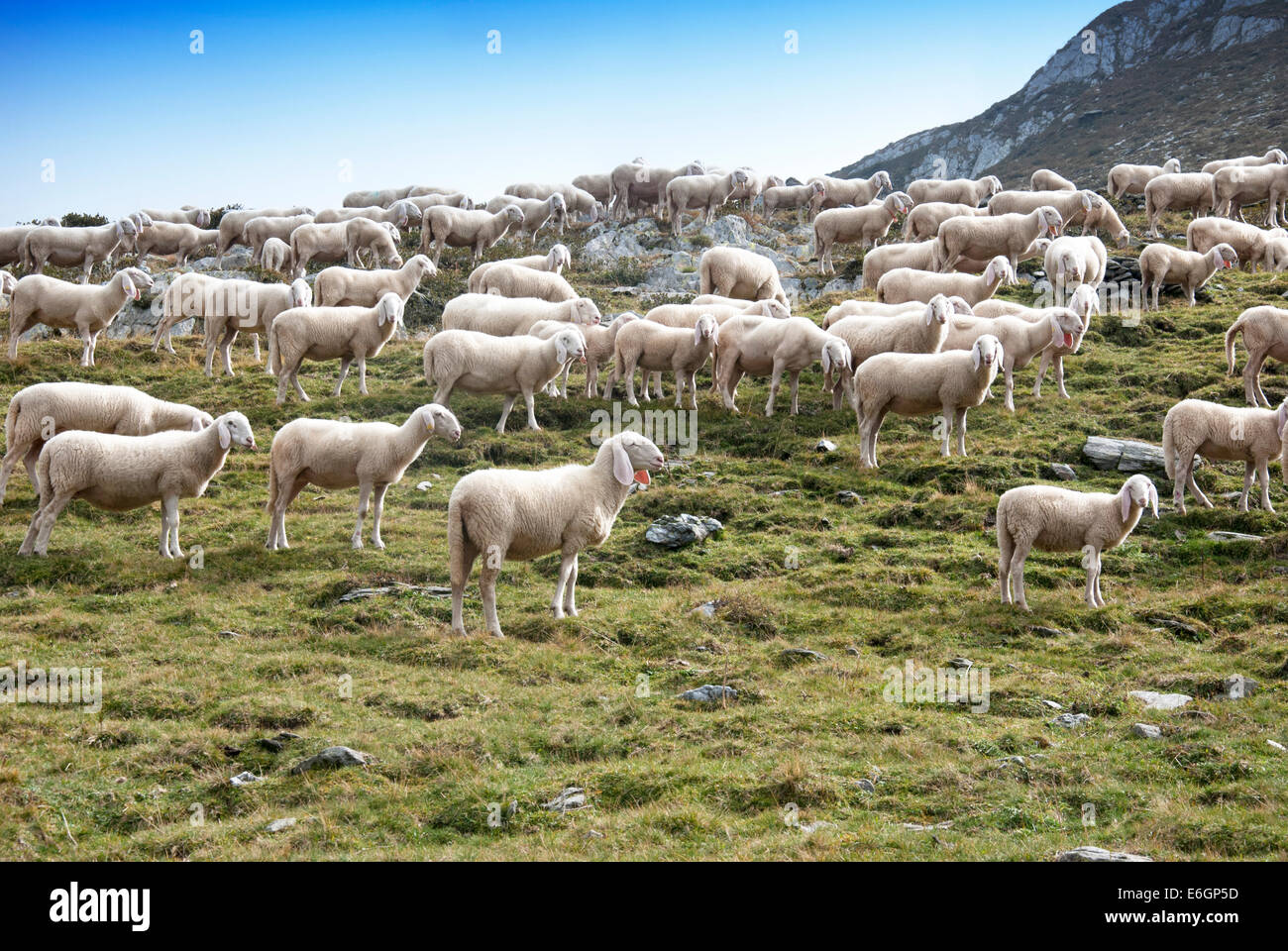 A flock of sheep in Alps mountains Stock Photo