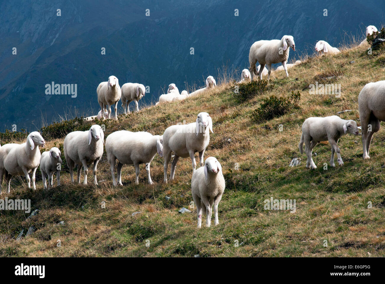 A flock of sheep in Alps mountains Stock Photo