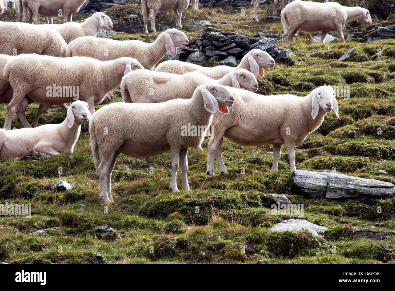 Keeper of sheeps hi-res stock photography and images - Alamy