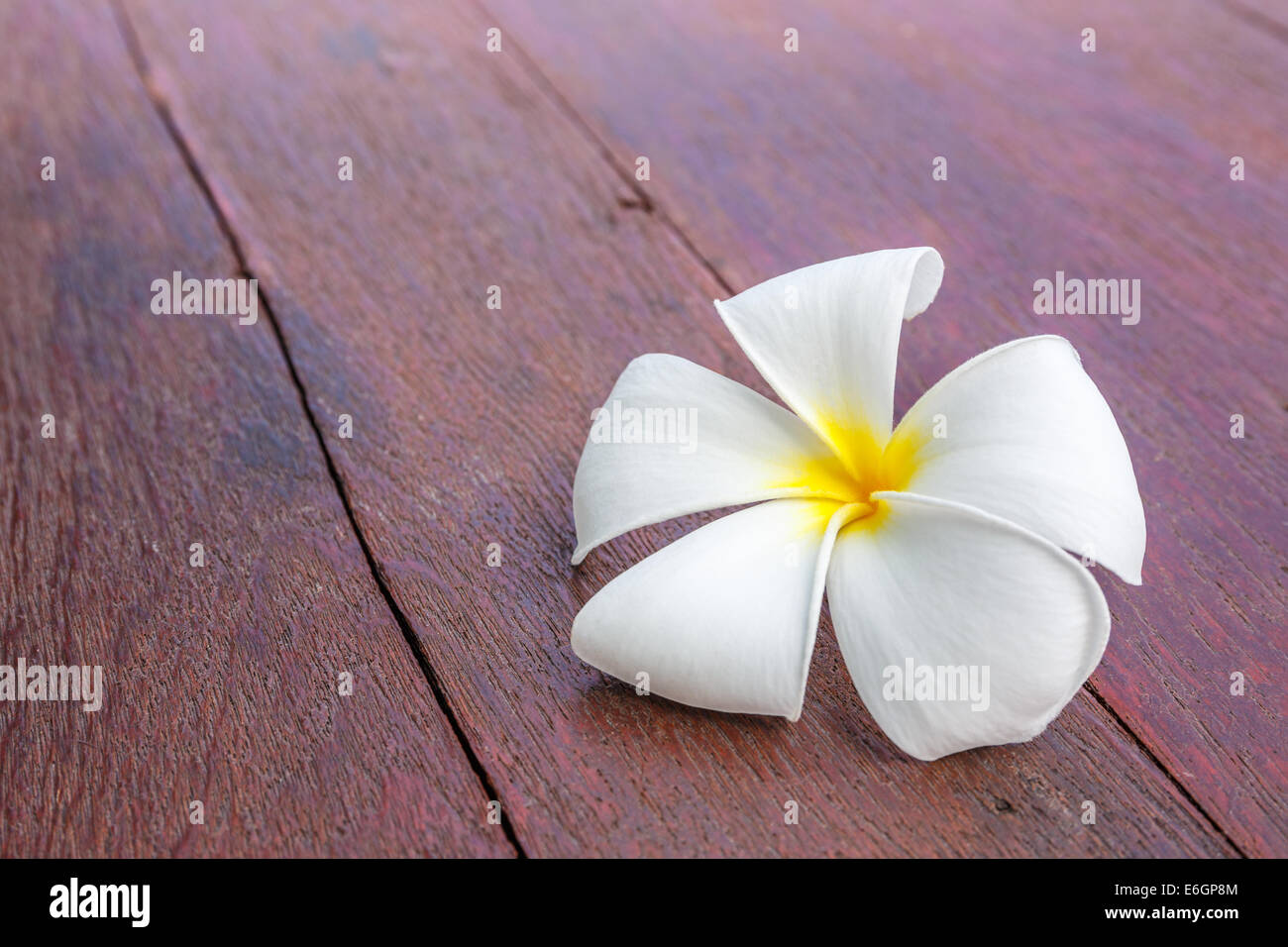 This flower, frangipani or plumeria was found on wooden floor. Stock Photo
