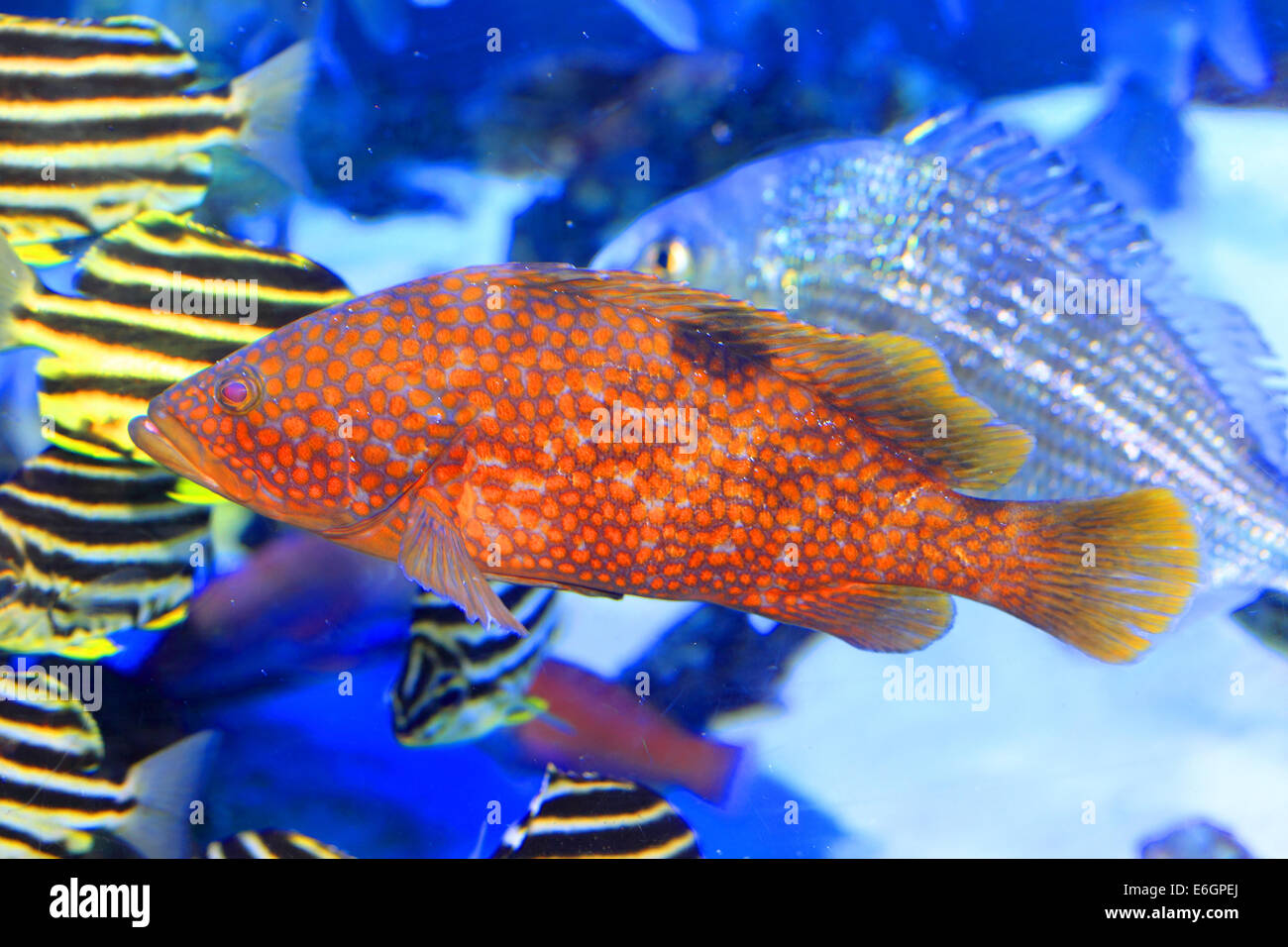 Redspotted grouper or Hong Kong grouper (Epinephelus akaara) in Japan
