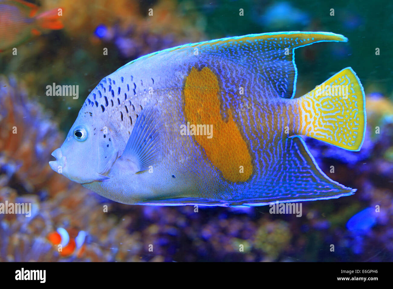 Halfmoon angelfish (Pomacanthus maculosus) Stock Photo