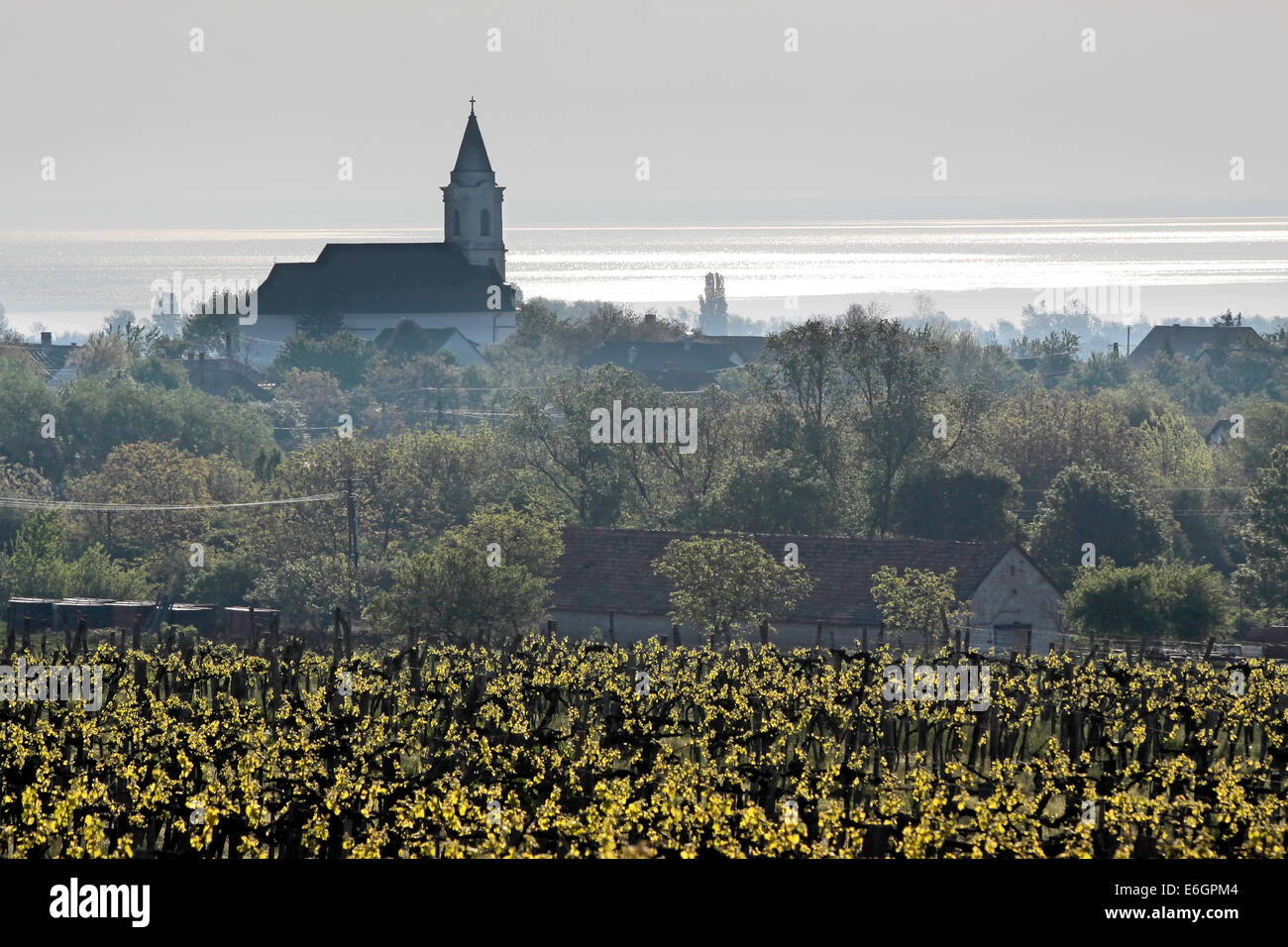 Vineyards and village church in Aszofoe at Lake Balaton, Hungary Stock Photo