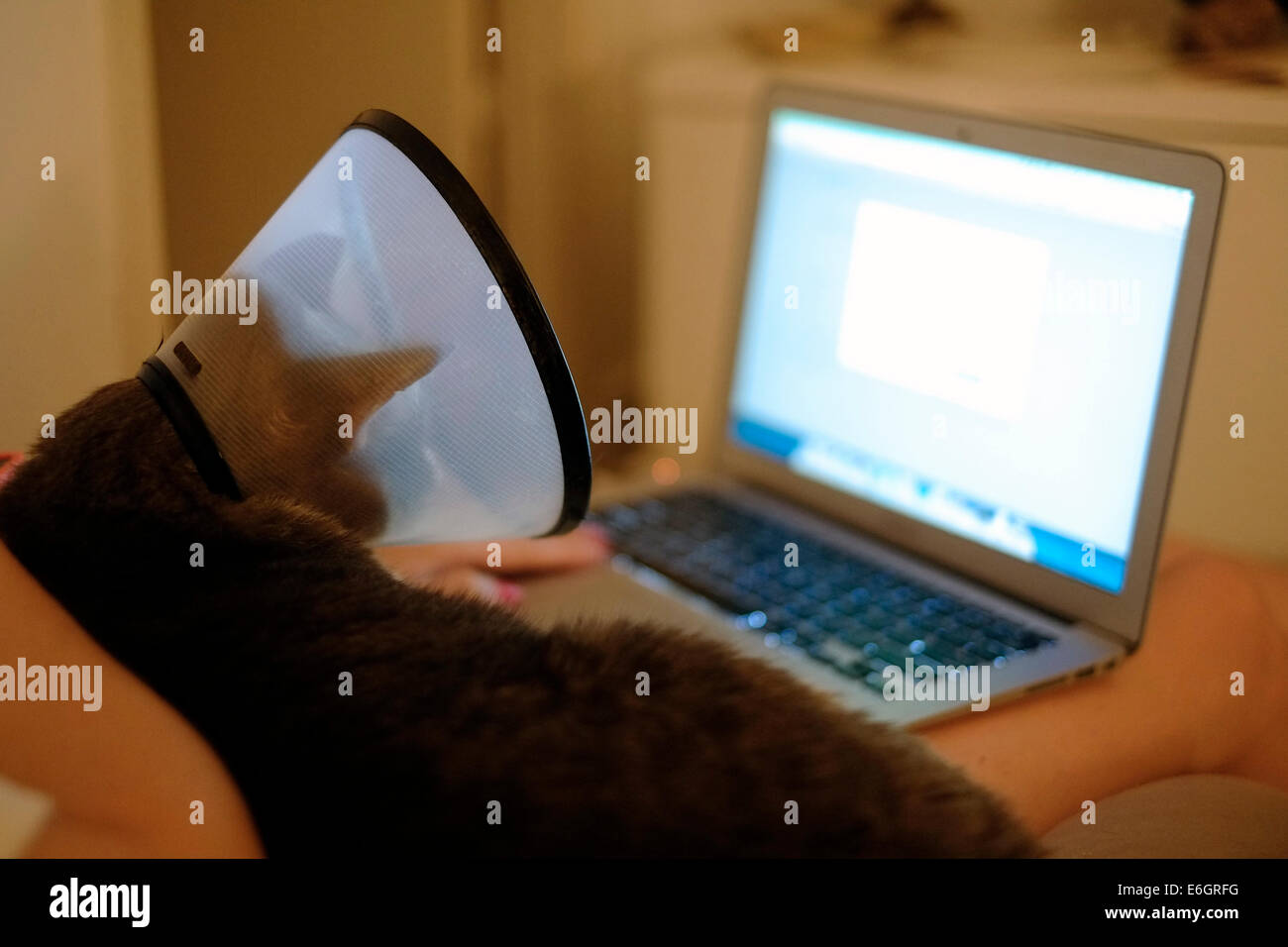 Cat elizabethan collar hires stock photography and images Alamy