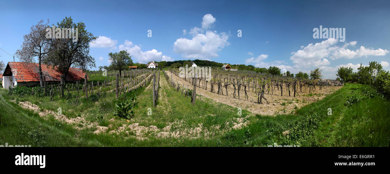 Vineyards in Spring time in Aszofoe at Lake Balaton, Hungary Stock Photo