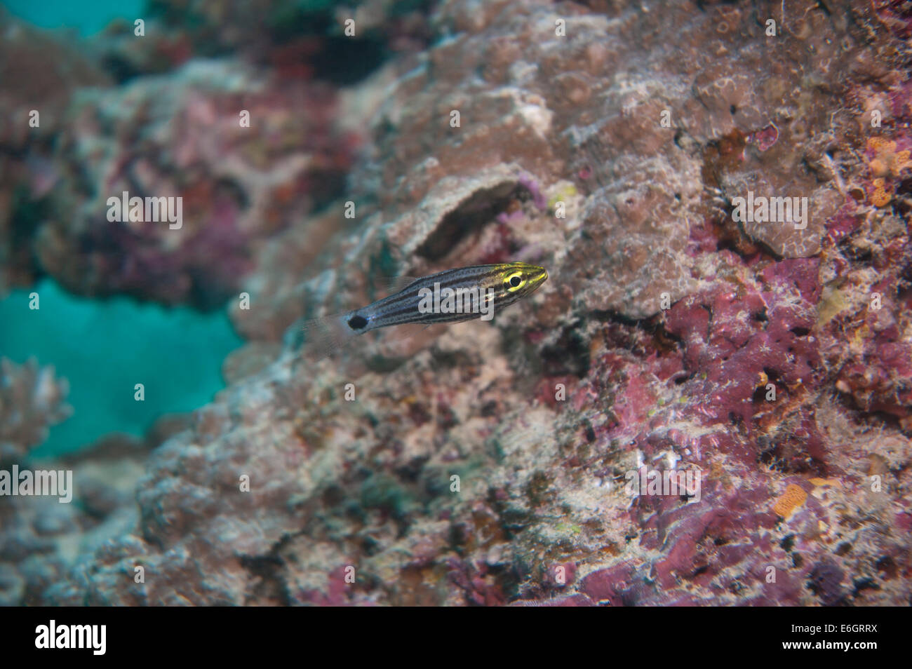 Tiger Cardinal fish in a coral reef of Maldives Stock Photo