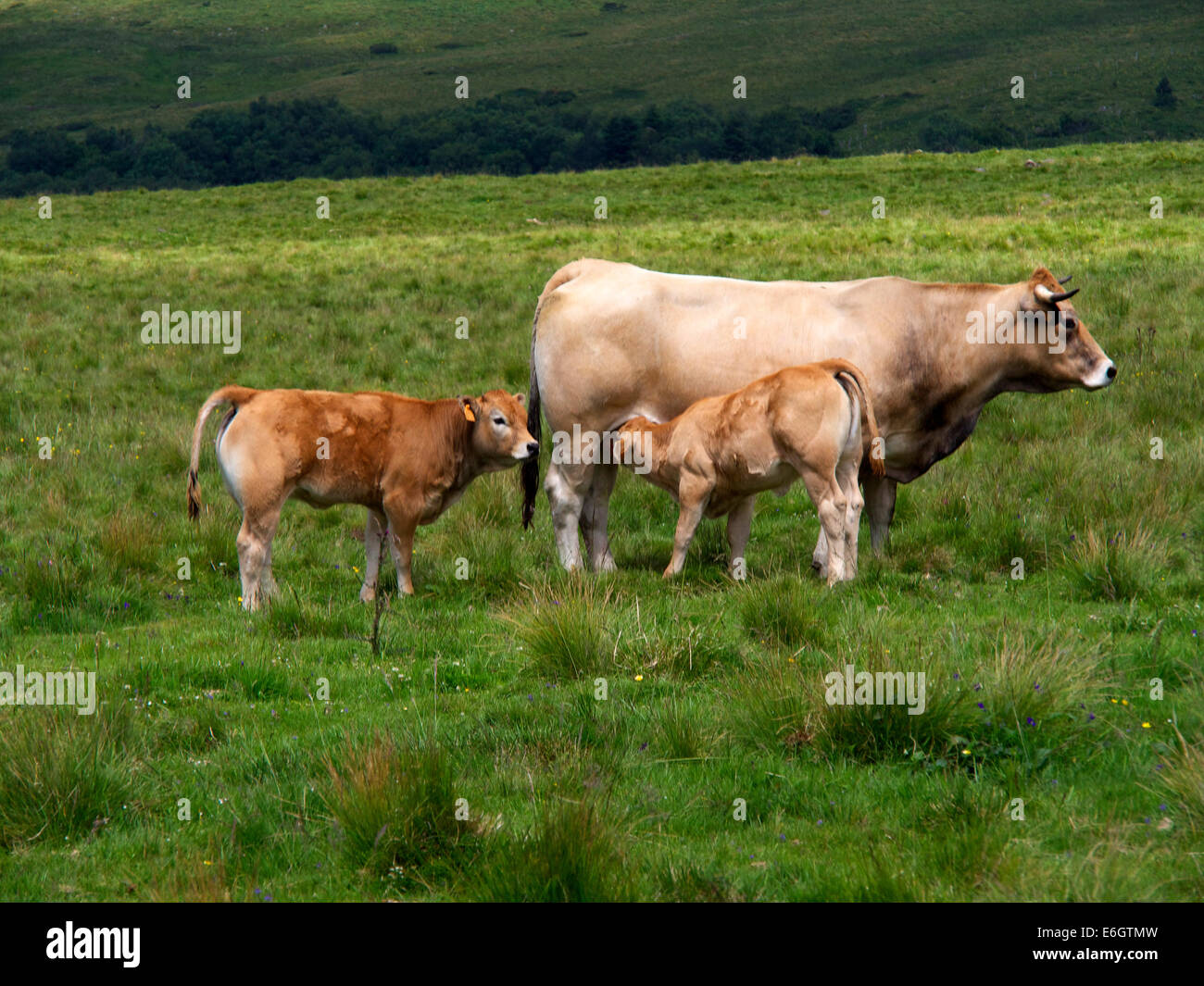 Aubrac Cows Stock Photos & Aubrac Cows Stock Images - Alamy