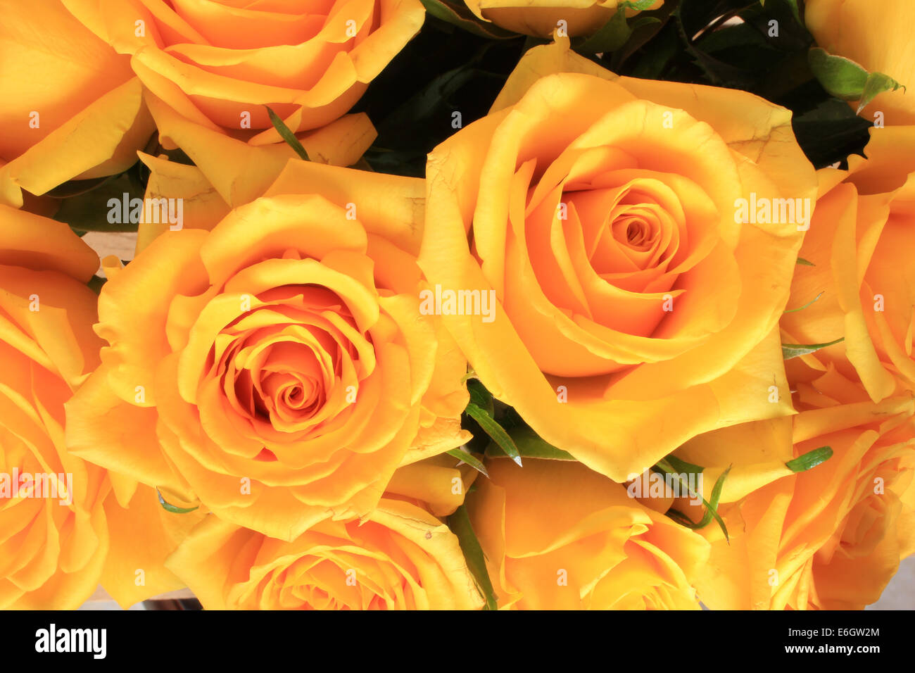 A bunch of yellow roses gathered in a bouquet in Cotacachi, Ecuador Stock Photo