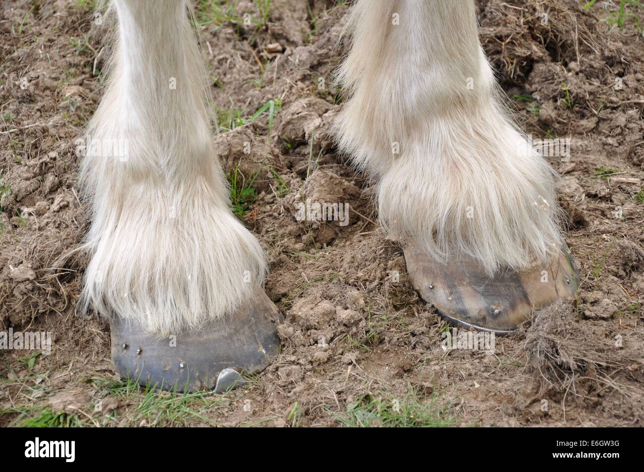 hooves-of-a-white-horse-in-a-grass-and-soil-field-in-england-E6GW3G.jpg