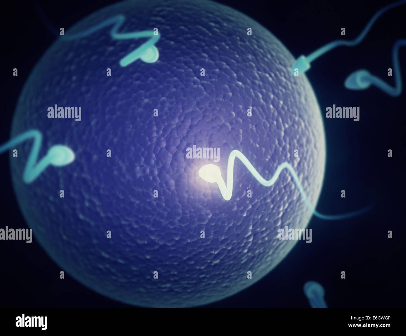 Sperm cells and human egg cell Stock Photo - Alamy