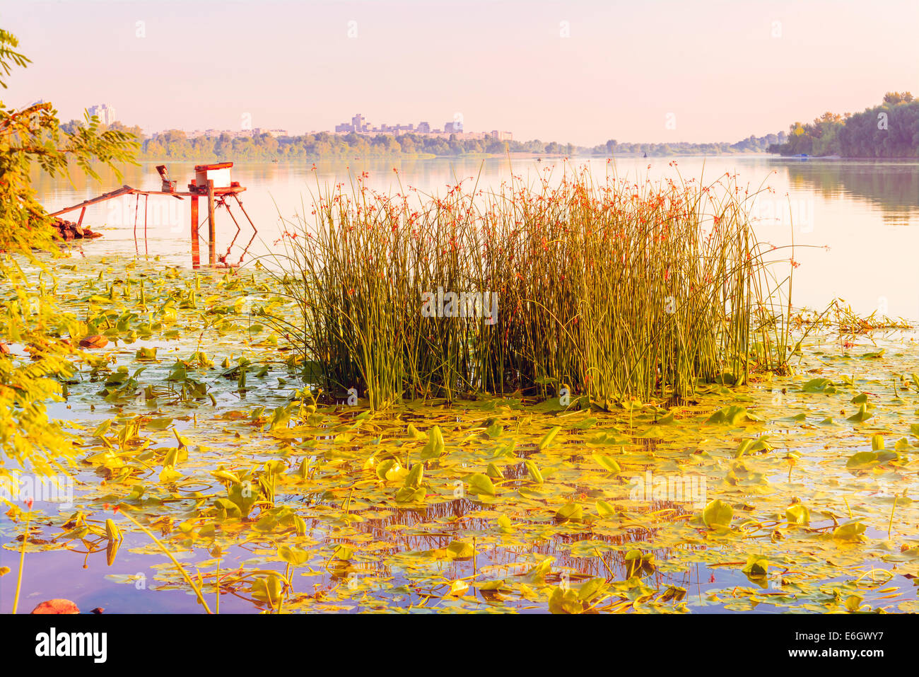 Scirpus plants and yellow waterlily in the misty river at sunrise Stock Photo