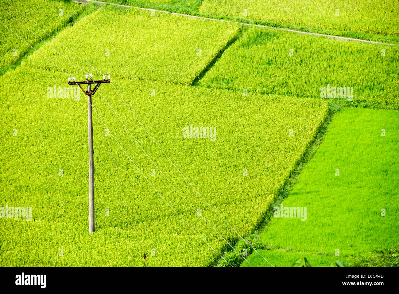 Rice field and electricity pole Stock Photo - Alamy