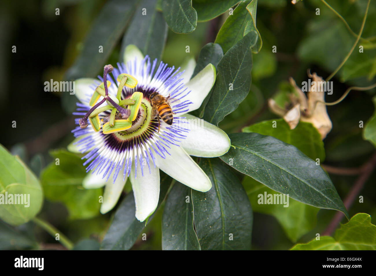 Bee sitting on Blue Passion Flower (Passiflora) Stock Photo