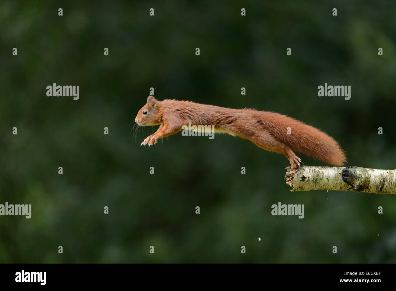Red squirrel jumping Stock Photo