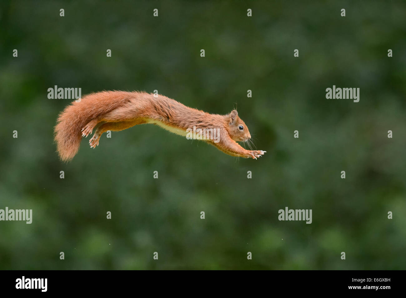 Red squirrel jumping Stock Photo Alamy