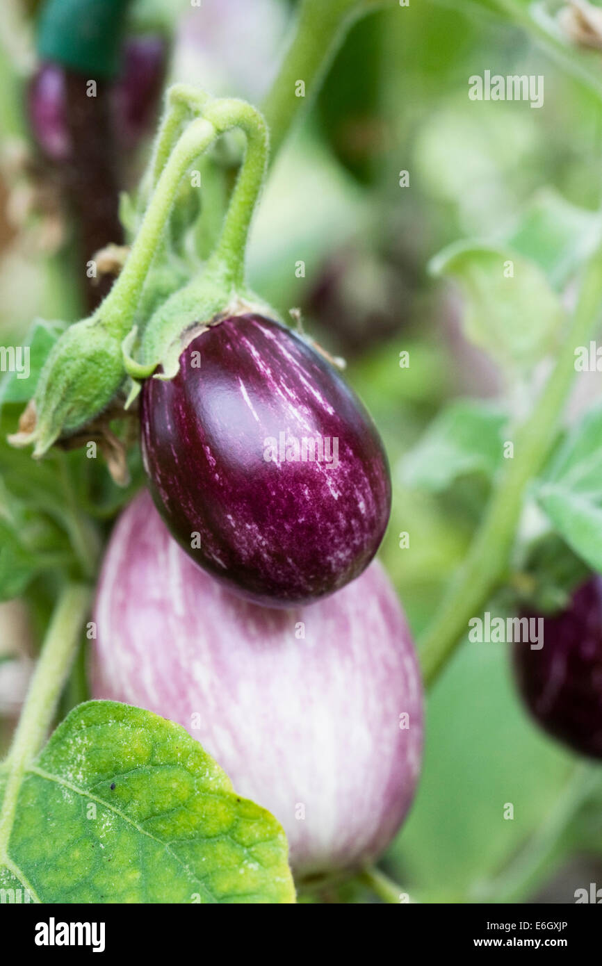 Aubergine 'Pinstripe' growing in a greenhouse. Stock Photo