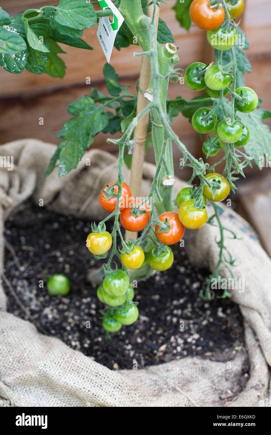 TomTato plant at RHS Harlow Carr. Grafted plant that produces both tomatoes and potatoes. Stock Photo