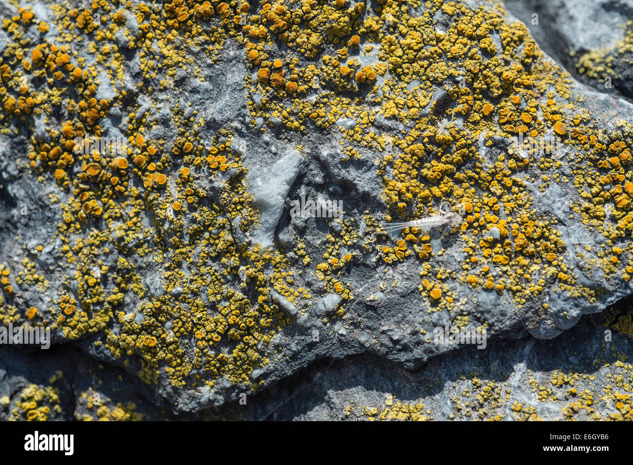 Orange Sea Lichen (Caloplaca marina) growing on the coastal rock Slapton Ley NNR Devon UK Europe August Stock Photo
