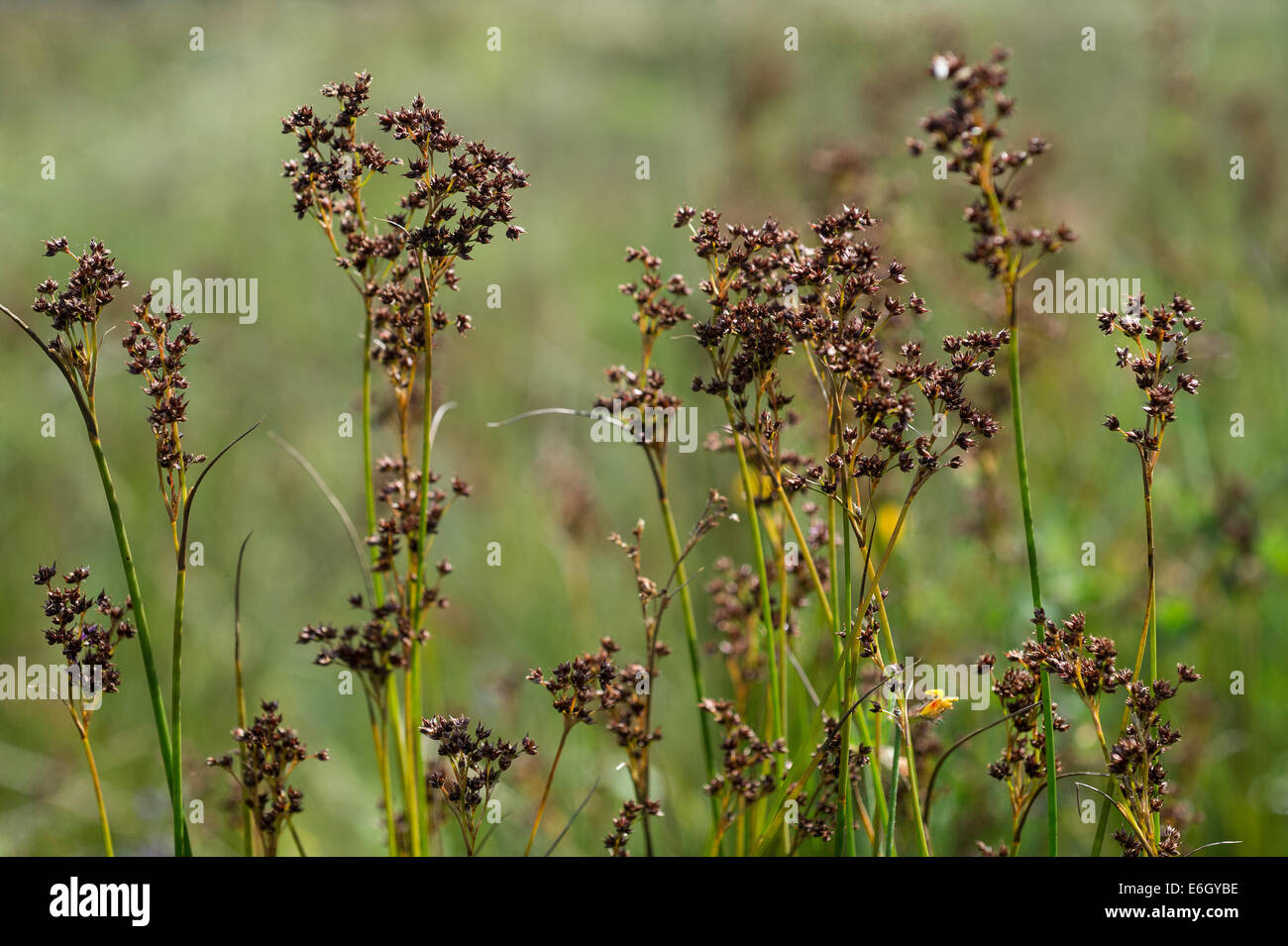 Sedge (Carex sp.) fruit St Andrew Pace Devon England UK Europe August Stock Photo