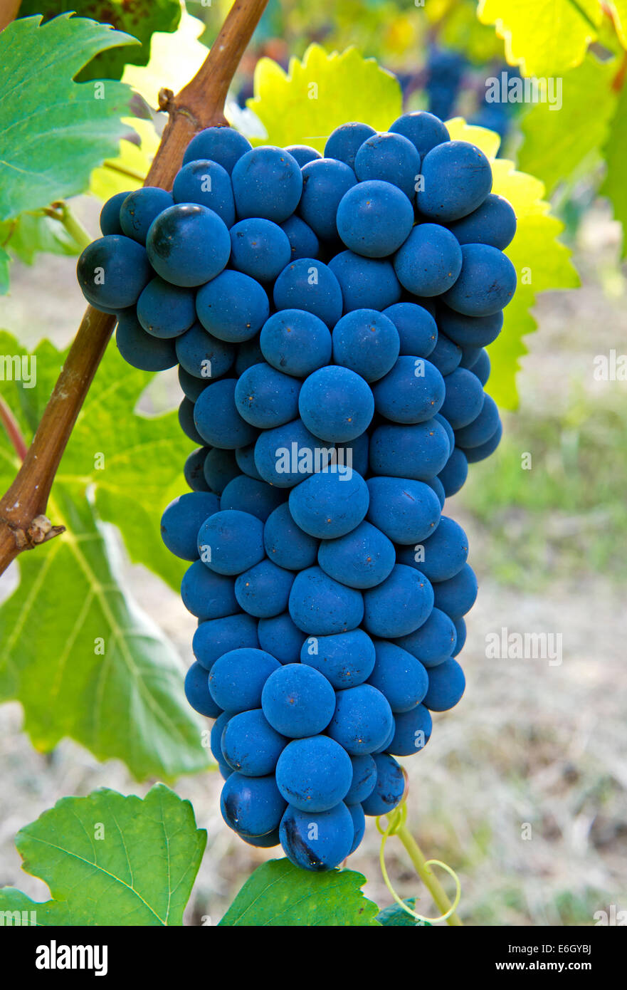 A cluster of Nebbiolo grapes, a red Italian wine grape variety, Barolo, Piedmont, Italy Stock