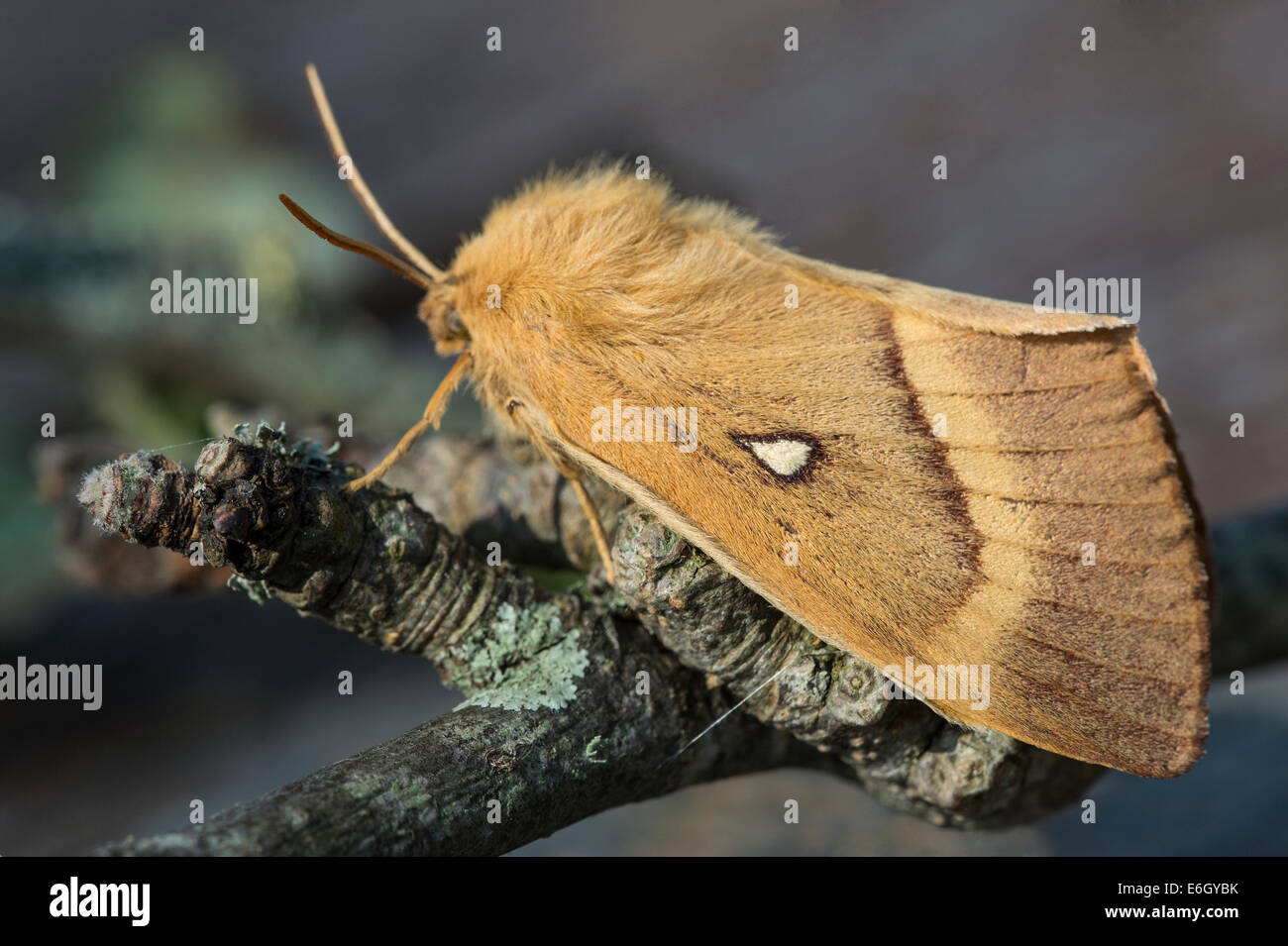 Oak Eggar (Lasiocampa quercus) female moth Slapton Ley Devon England Europe August Stock Photo