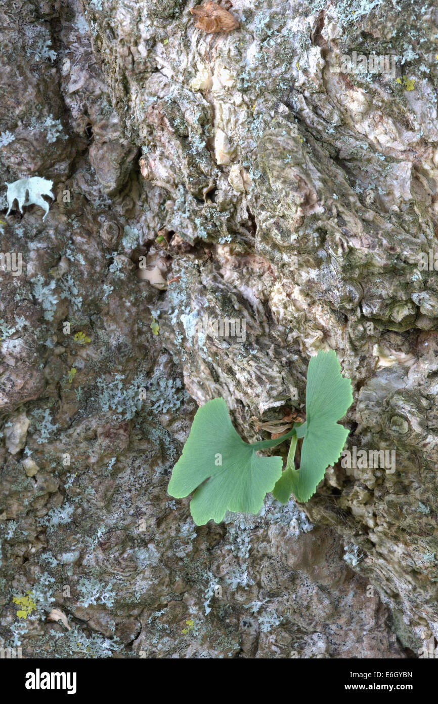 Ginkgo biloba leaves with tree bark on the background Slapton Ley Devon England UK Europe August Stock Photo