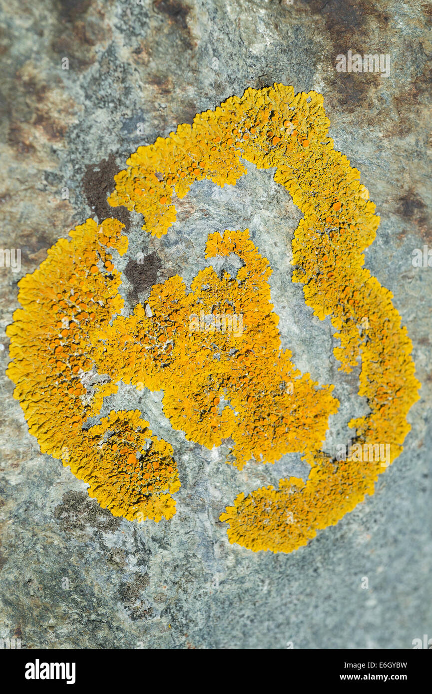 Common Orange Lichen (Xanthoria parietina) on a rock Slapton Ley NNR Devon UK Europe August Stock Photo