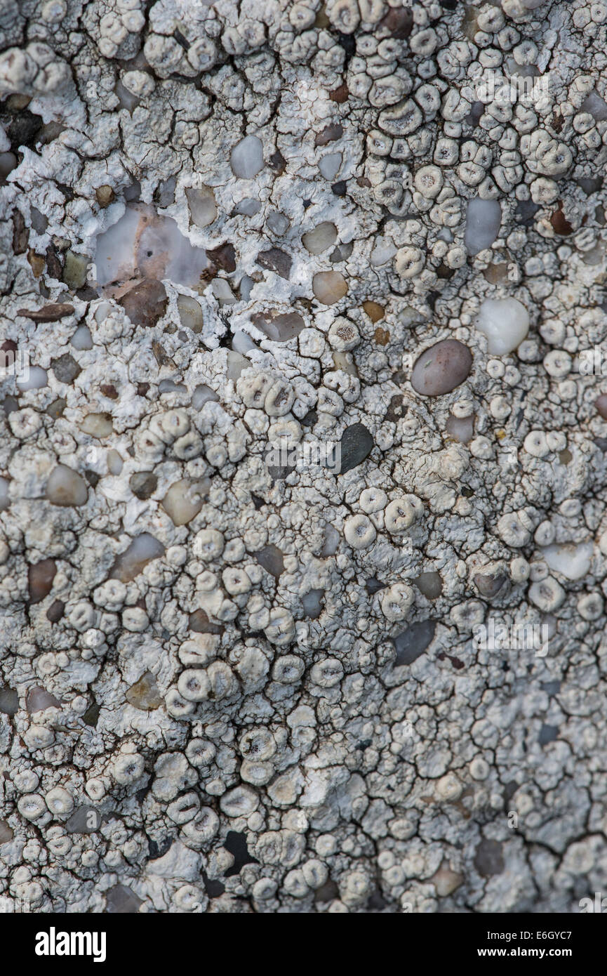 Ochrolechia patella lichen growing on wall covered in concrete with pebbles Slapton Ley Devon UK Europe Stock Photo