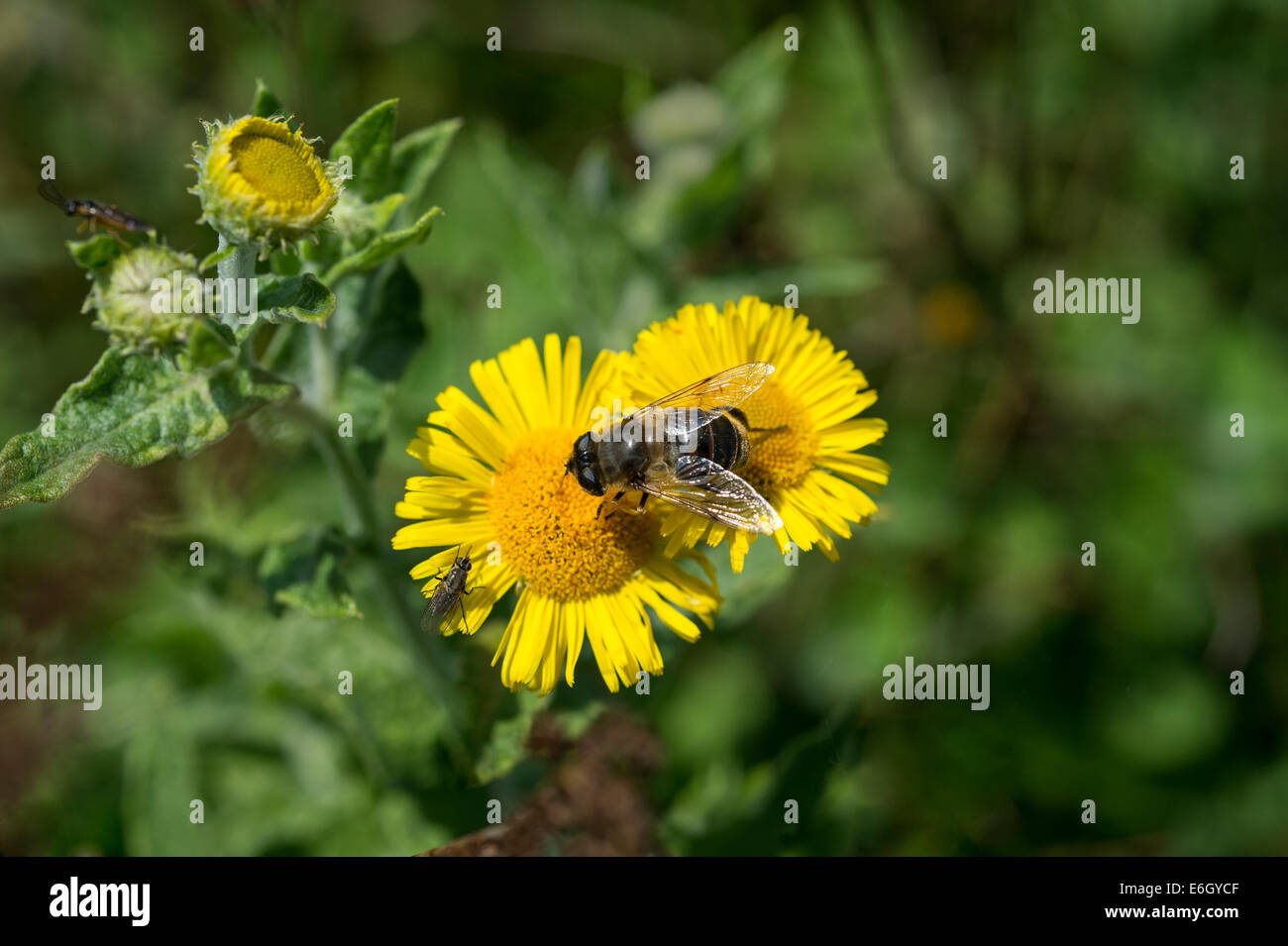 Common fleabane (Pulicaria dysenterica) with overfly feeding on nectar Andrew’s Wood Devon UK Europe August Stock Photo