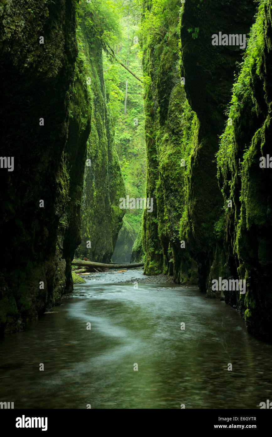 Oneonta Gorge and creek. Columbia River Gorge National Scenic Area, Oregon Stock Photo