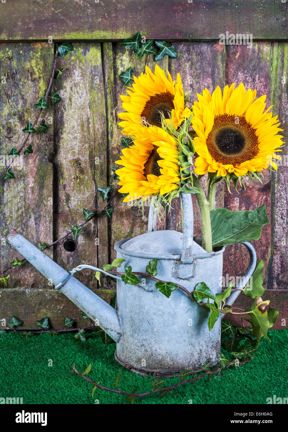 Sunflowers garden fence hi-res stock photography and images - Alamy