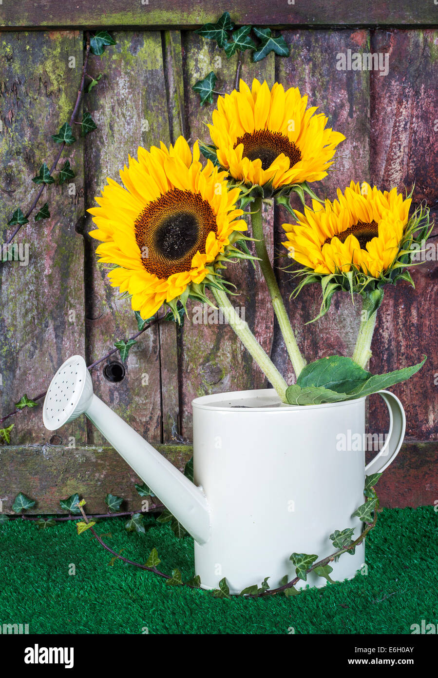 Three sunflowers in a decorative watering can against a weathered