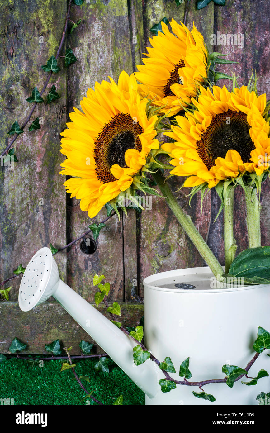 Sunflowers garden fence hi-res stock photography and images - Alamy