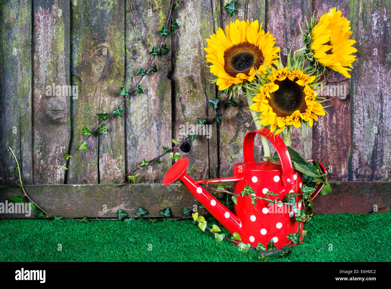 Sunflowers garden fence hi-res stock photography and images - Alamy