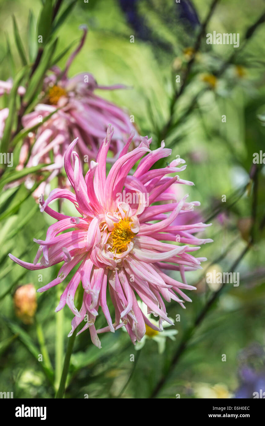Chrysanthemum species hi-res stock photography and images - Alamy