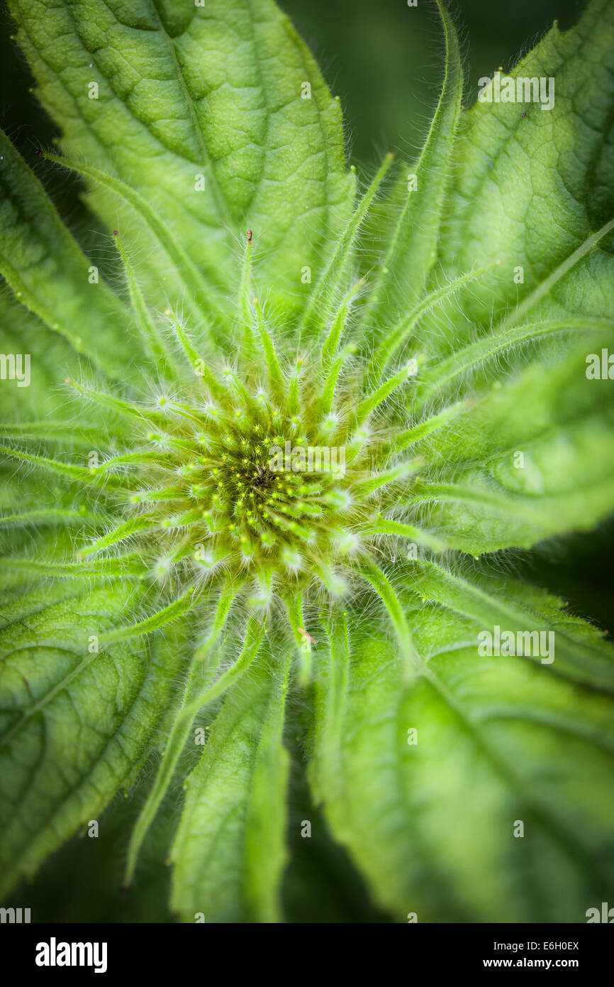 Inula hookeri, a member of the Daisy family (Asteraceae) Stock Photo