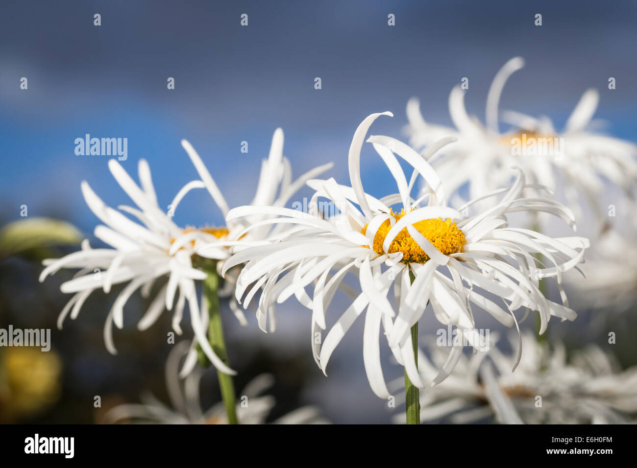 Leucanthemum x superbum (Shasta daisy) Stock Photo