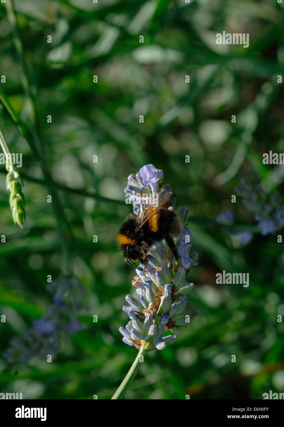 Buff-Tailed Bumble Bee On A Lavander Flower. Stock Photo