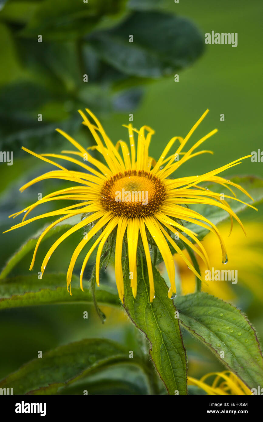 Inula hookeri, a member of the Daisy family (Asteraceae) Stock Photo