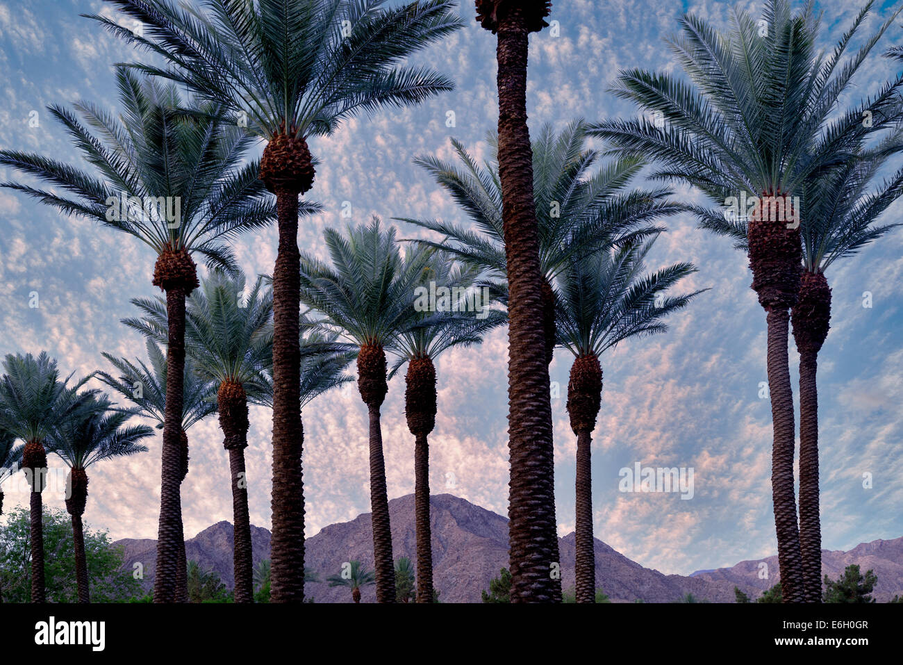 Palm trees with sunrise and Santa Rosa Mountains, California Stock Photo