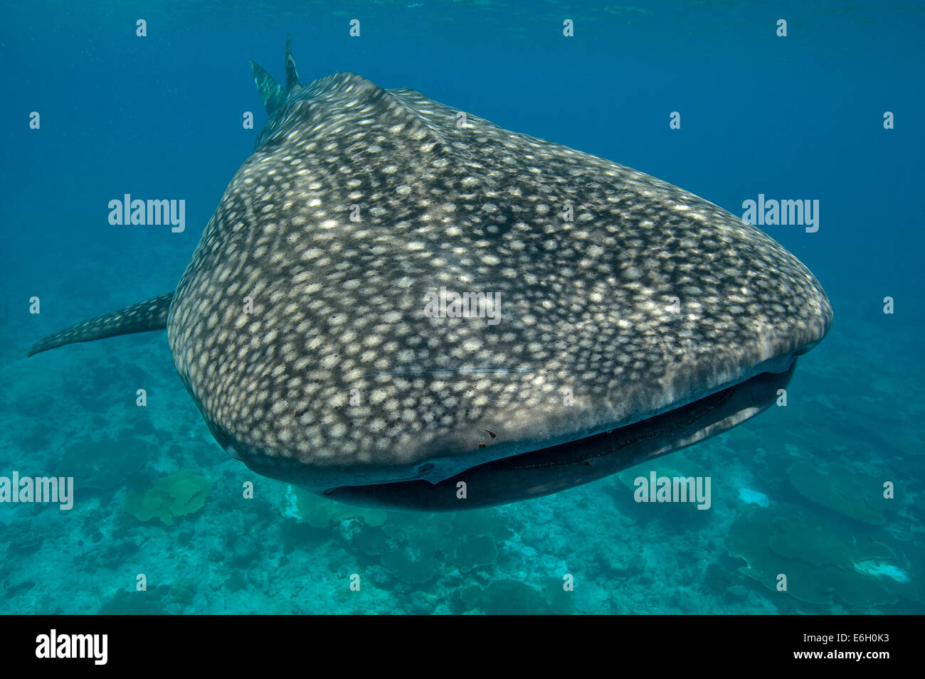 Whale shark in Maldives, Indian Ocean Stock Photo
