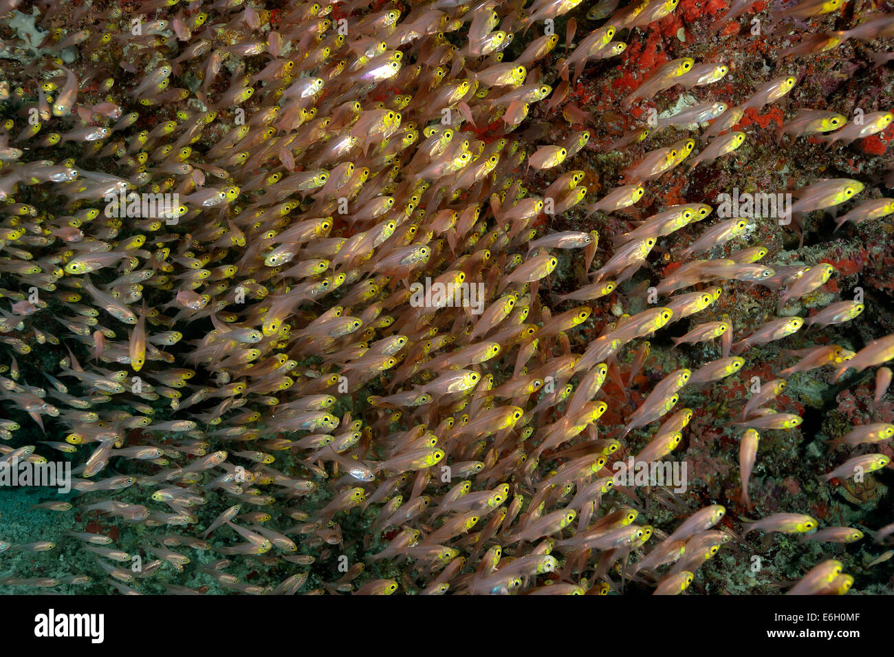School of threadfin cardinalfish in Maldives, Indian Ocean Stock Photo