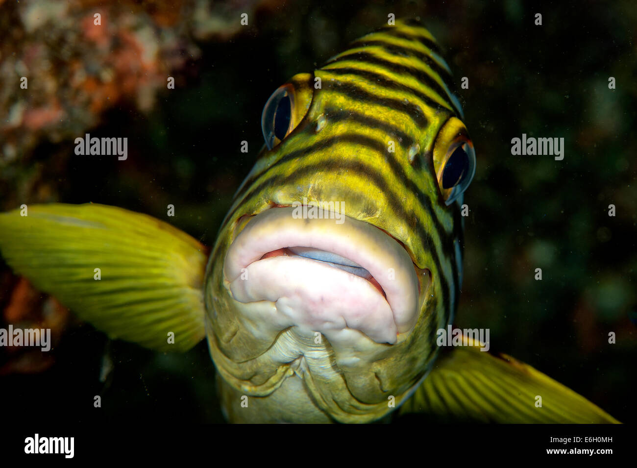 Oriental sweetlips in Maldives, Indian Ocean Stock Photo - Alamy